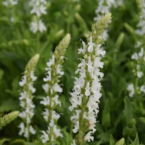 Salvia x sylvestris 'Schneehugel' ---